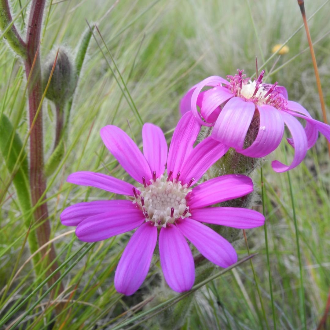 senecio-macrocephalus-seeds-buy-online