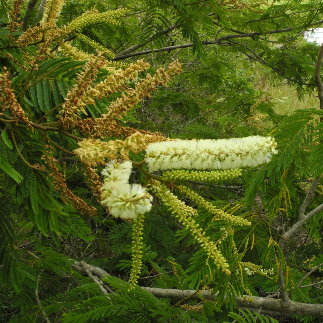 Senegalia ataxacantha seeds - Buy online