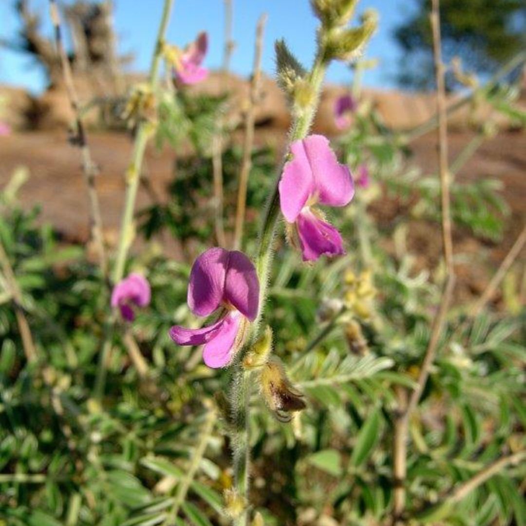 Tephrosia semiglabra seeds - Buy online