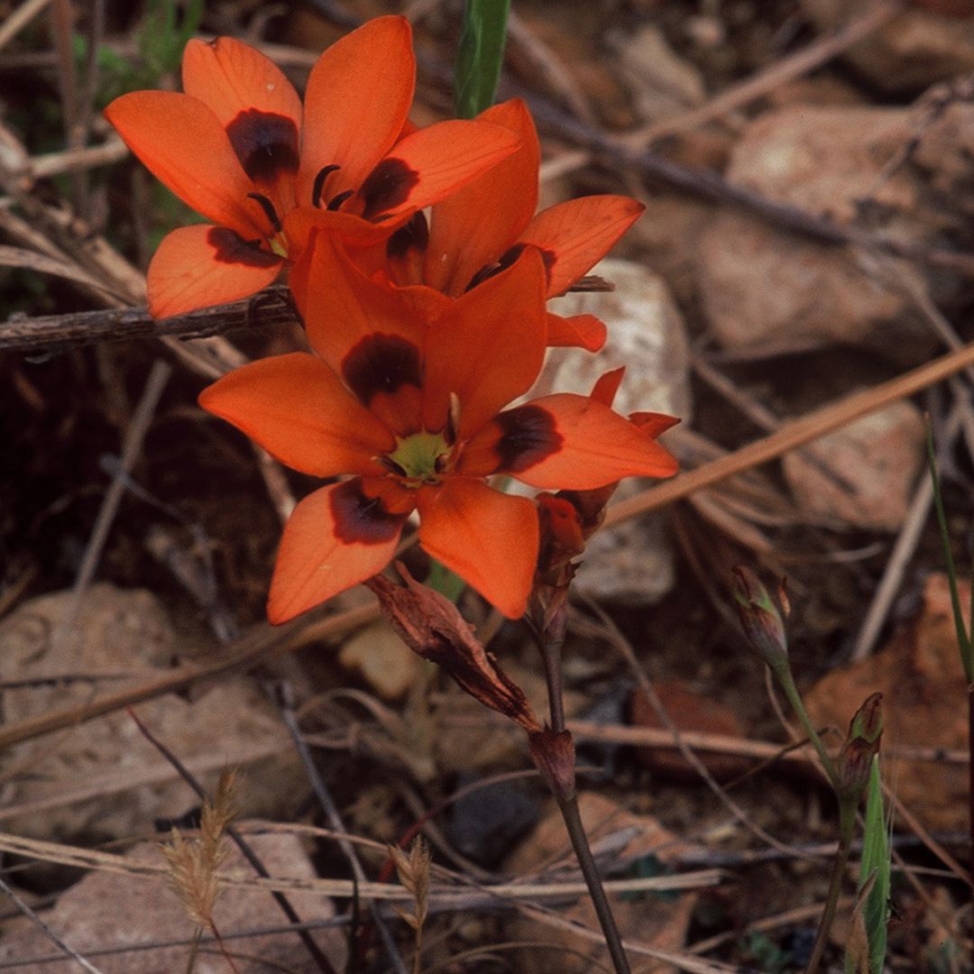 Tritonia deusta subsp. deusta seeds Buy online