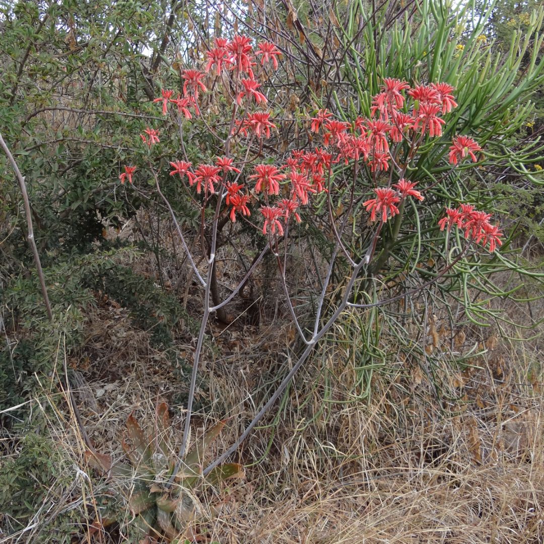 Aloe branddraaiensis