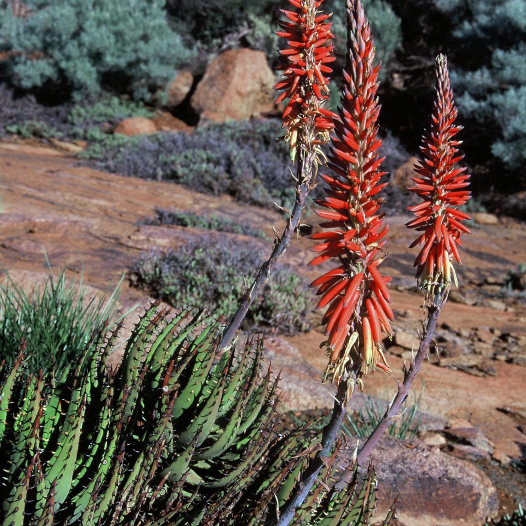 Aloe melanacantha