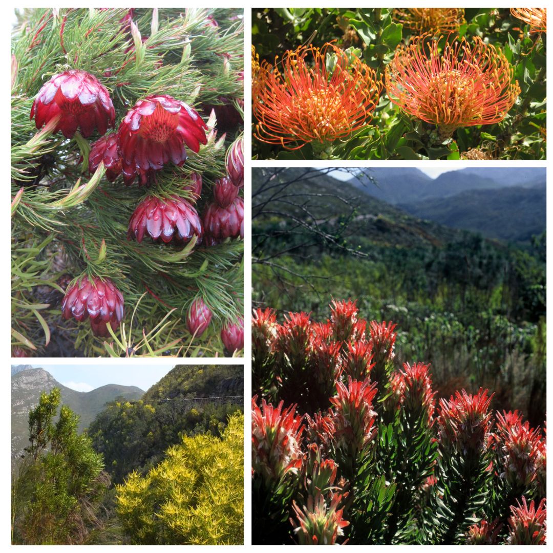 Growing Hints 1 Proteaceae Silverhill Seeds