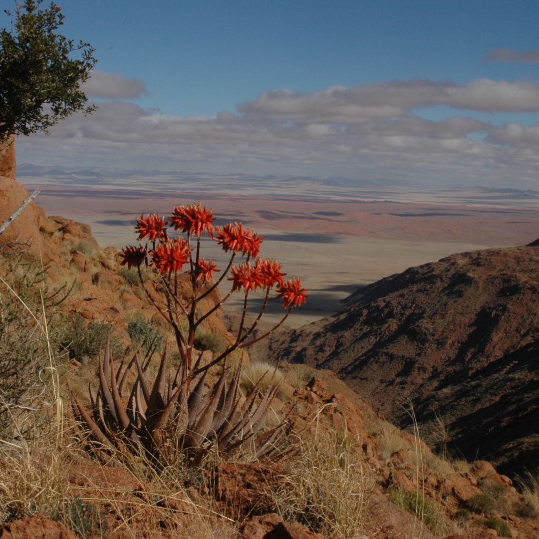 Aloe hereroensis seeds - Buy online