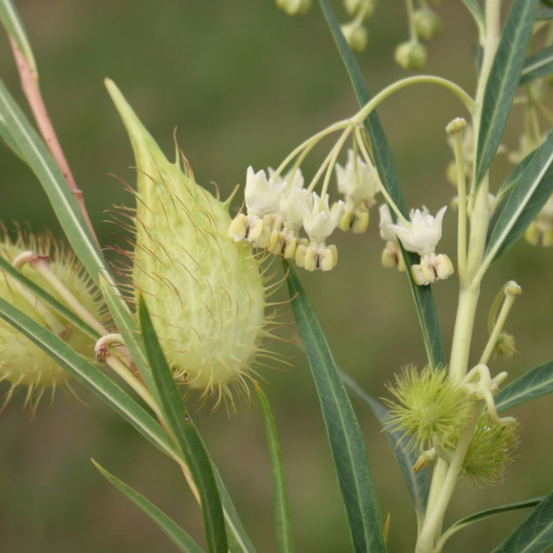 gomphocarpus-fruticosus-subsp-decipiens-seeds-buy-online