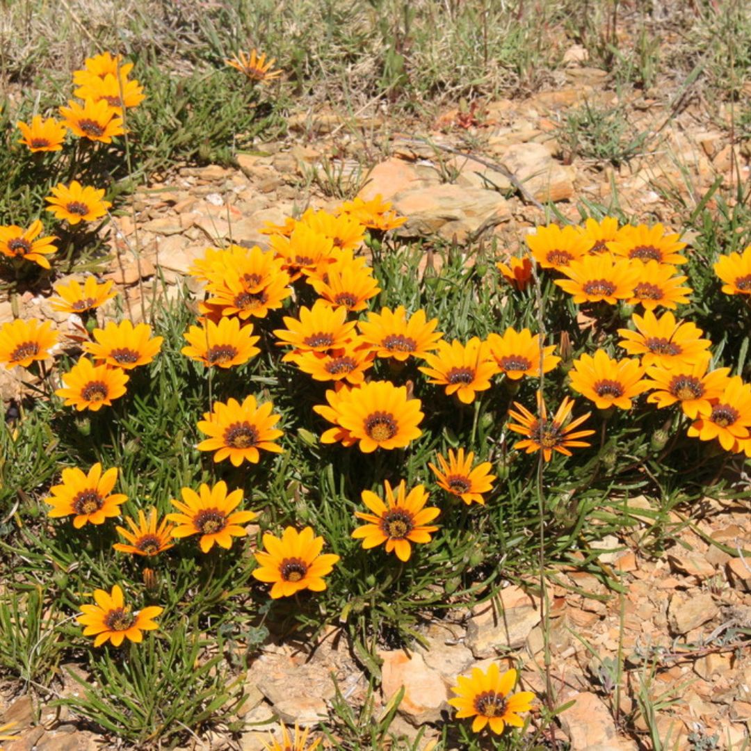 Gazania krebsiana subsp krebsiana (Orange-green throat) seeds - Buy online